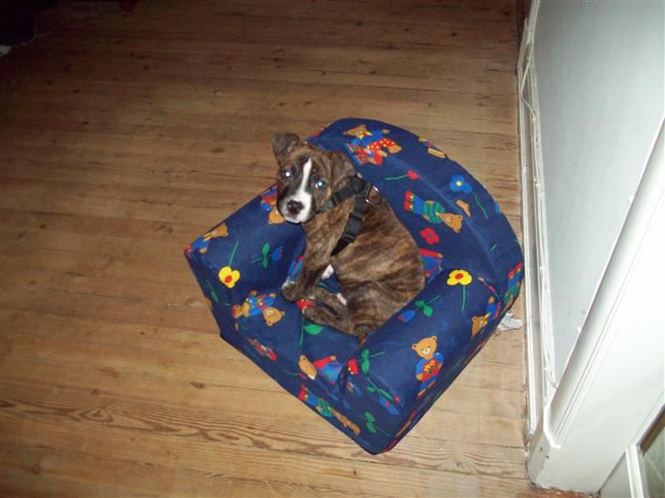 Blanding af racer Basse billede 11