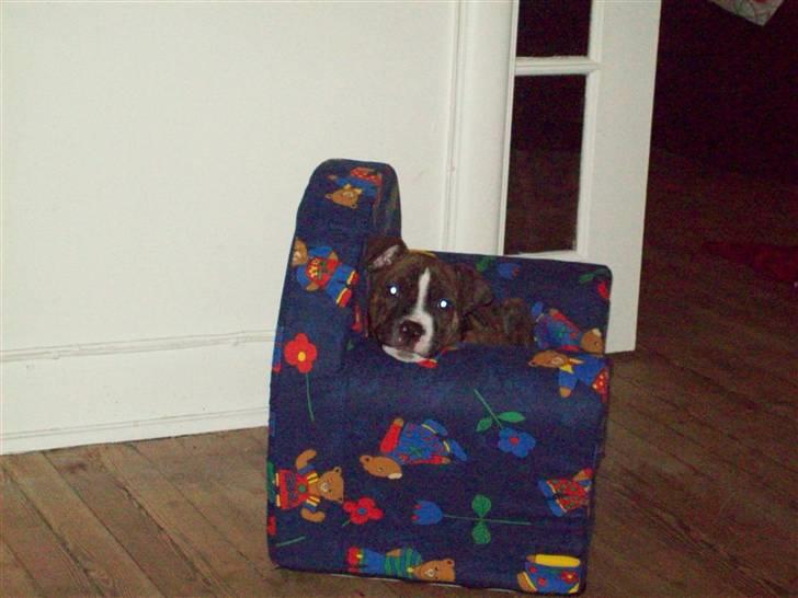 Blanding af racer Basse billede 12