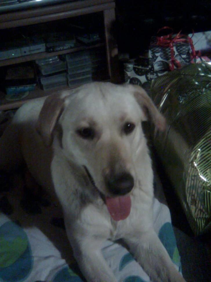 Labrador retriever Angel R.i.p 14 jan billede 1