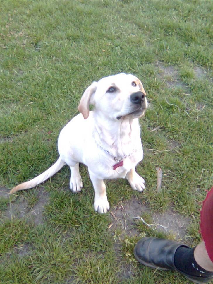 Labrador retriever Angel R.i.p 14 jan billede 2