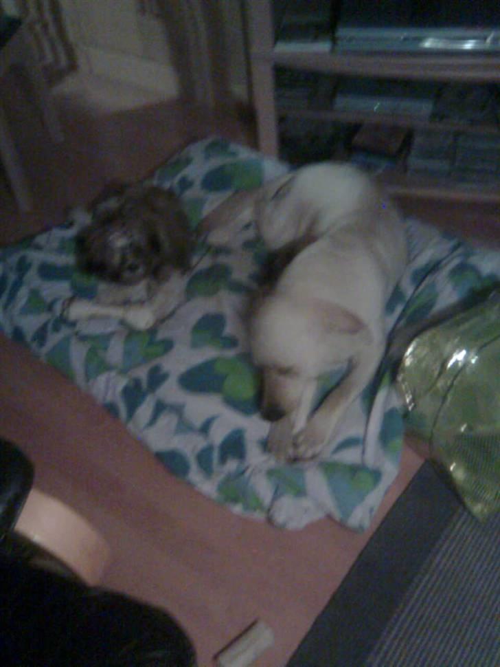 Labrador retriever Angel R.i.p 14 jan billede 3