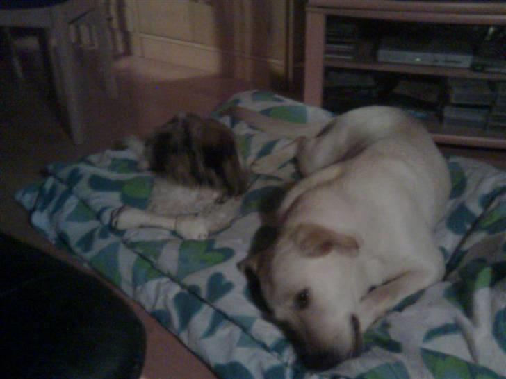 Labrador retriever Angel R.i.p 14 jan billede 4