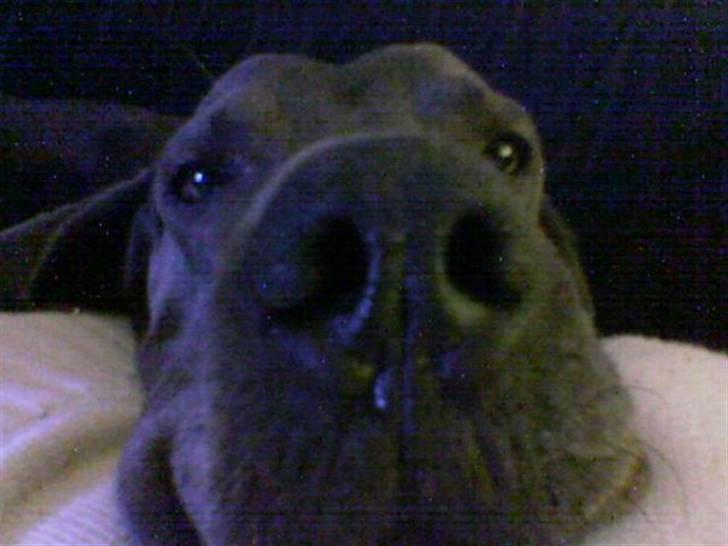 Grand danois ~Chang~ ~Himmelhund~ billede 16