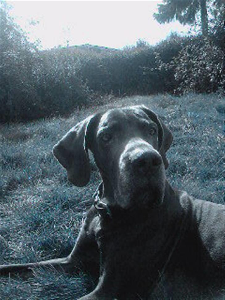 Grand danois ~Chang~ ~Himmelhund~ billede 17