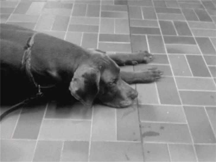 Grand danois ~Chang~ ~Himmelhund~ - min Leopold.... og jeg deler IKKE! billede 18