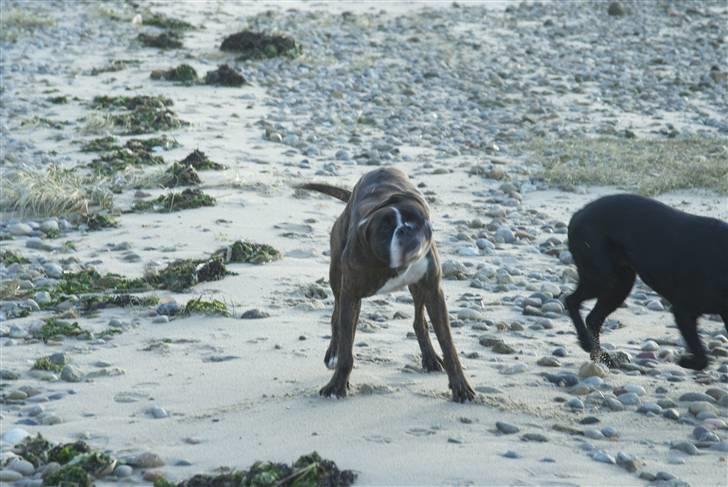 Boxer Buller - Uh det er godt med sådan en ordentlig ´ryster´ efter man har været ude og lege i vandkanten! billede 7