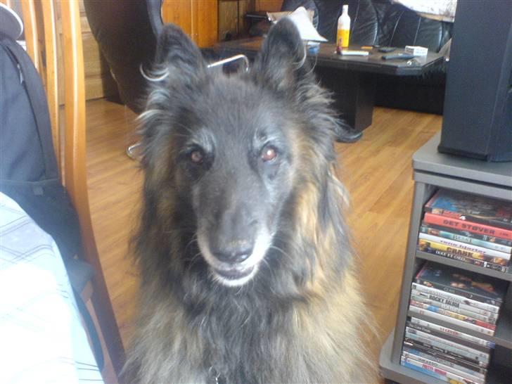 Tervueren Paw - vores tro følgesvend gennem 10 år Paw billede 1