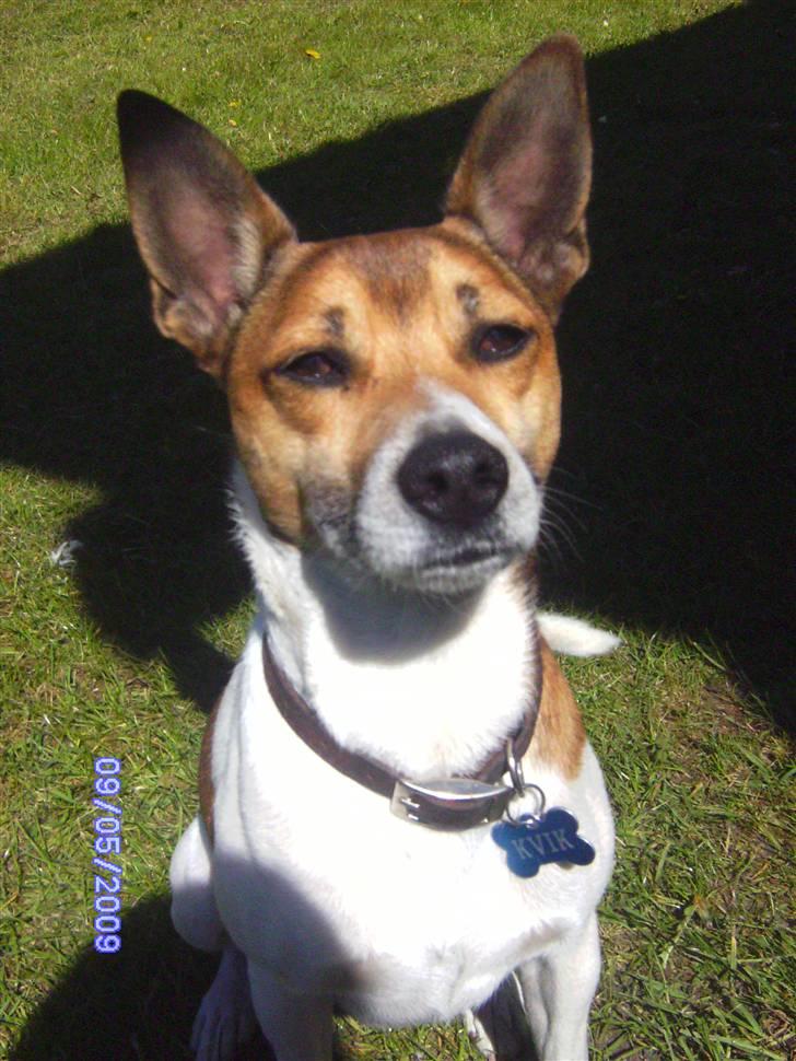 Glathåret foxterrier kvik billede 1