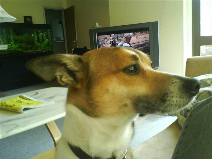 Glathåret foxterrier kvik billede 2