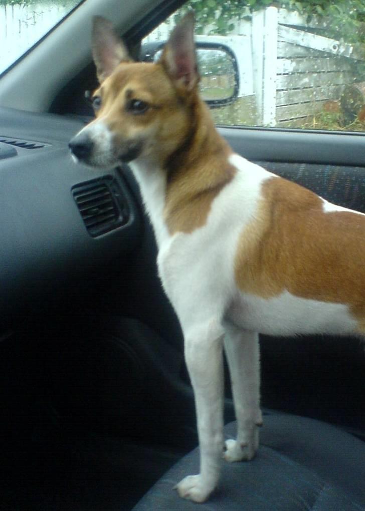 Glathåret foxterrier kvik billede 3