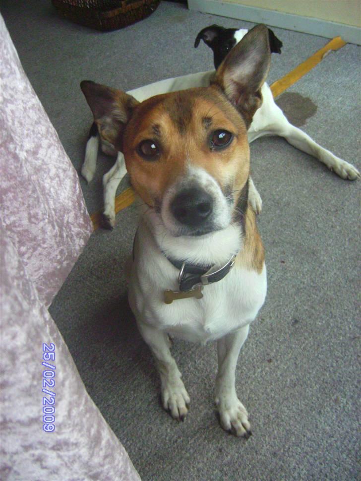 Glathåret foxterrier kvik billede 4