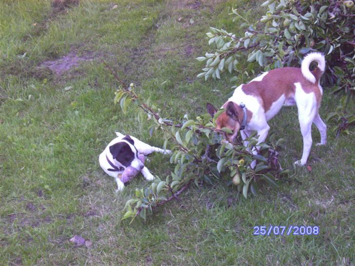 Glathåret foxterrier kvik billede 5