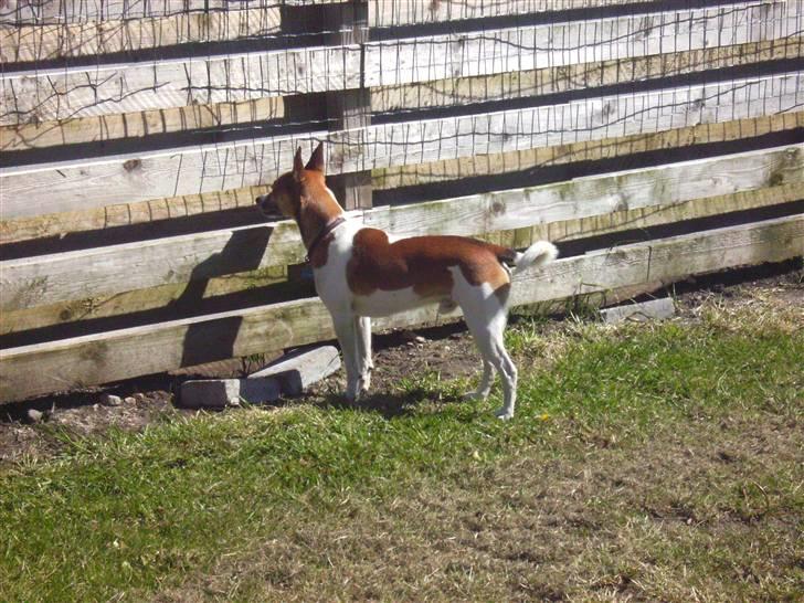 Glathåret foxterrier kvik billede 6