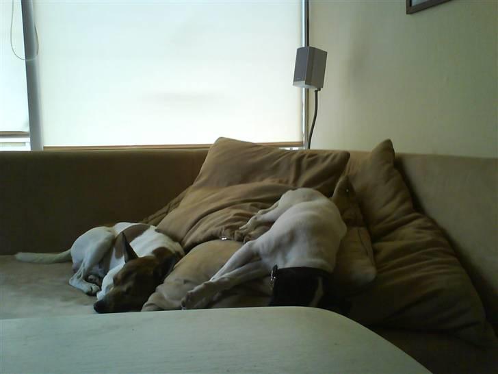 Glathåret foxterrier kvik billede 7