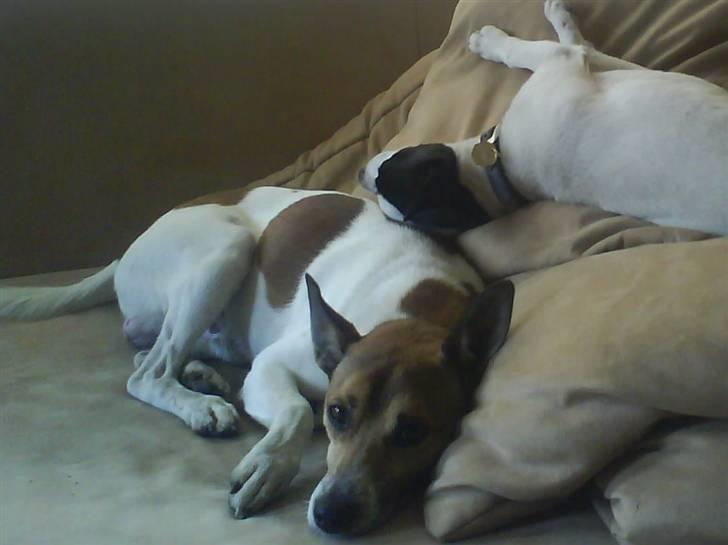 Glathåret foxterrier kvik billede 8