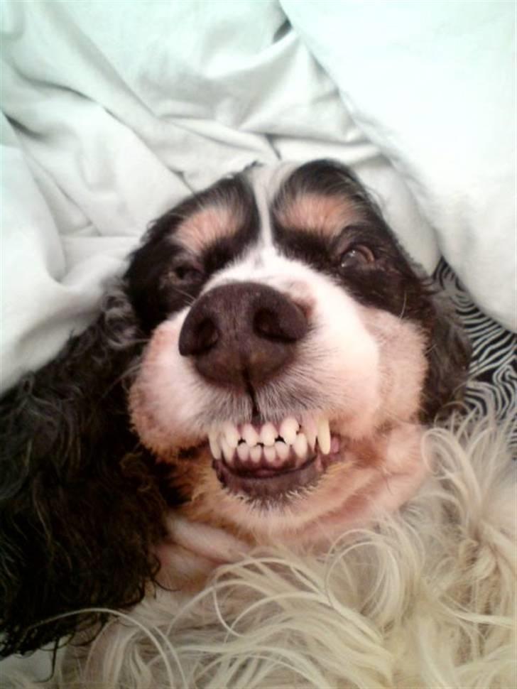 Cocker spaniel Barleys Tippe billede 9