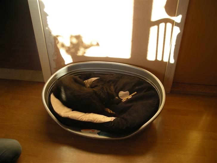 Blanding af racer Bella - Her har jeg lige fået min nye hundekurv, den er bare lækker billede 1