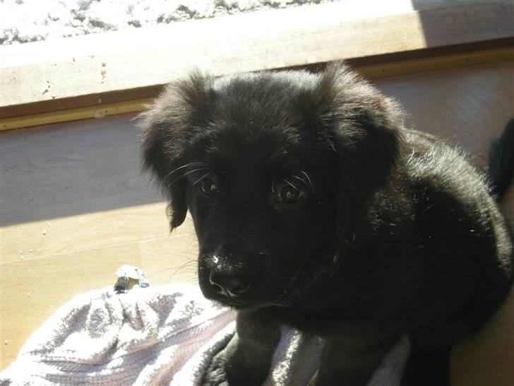 Blanding af racer Bella - Har lige været ude og lege i sneen billede 2