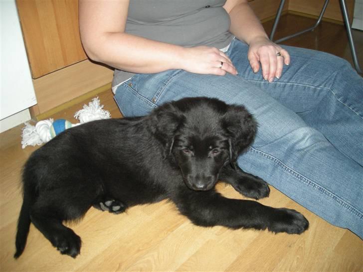 Blanding af racer Bella - Der er vi lige kommet hjem med hende, hun var lidt utryg billede 3