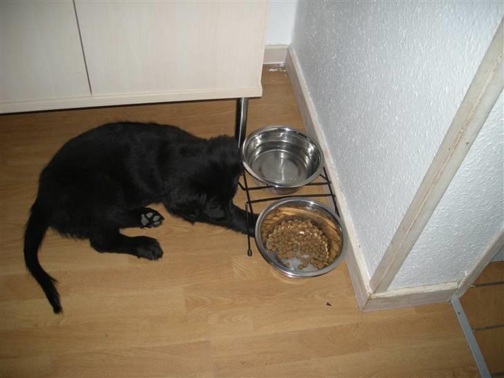 Blanding af racer Bella - Dejligt med en lille lur ved madskålen billede 4