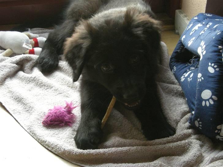 Blanding af racer Bella - Elsker tyggeben billede 5