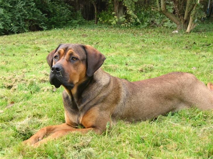 Blanding af racer didi - didi ligger og ser et stort træ blive fældet,på sikker afstand,dygtig pige billede 1