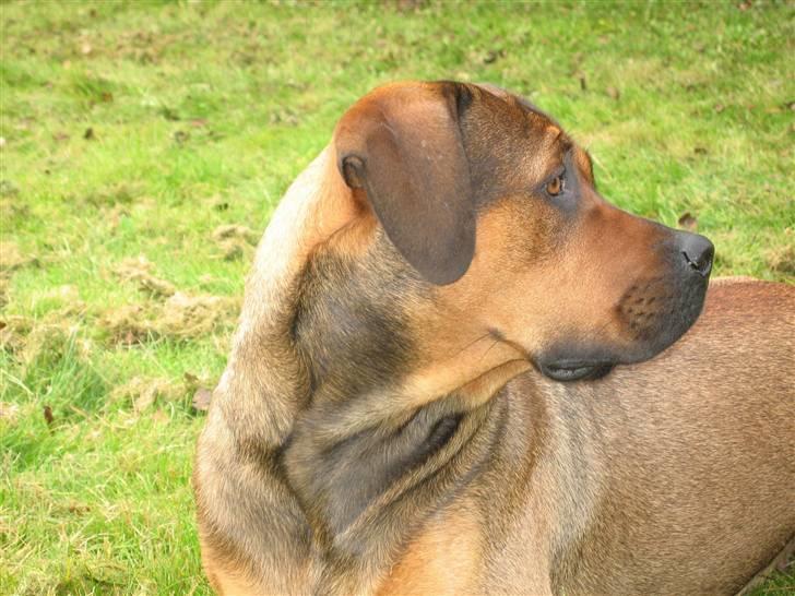 Blanding af racer didi billede 2