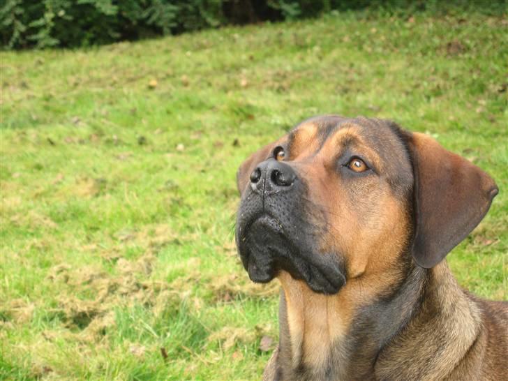 Blanding af racer didi billede 3