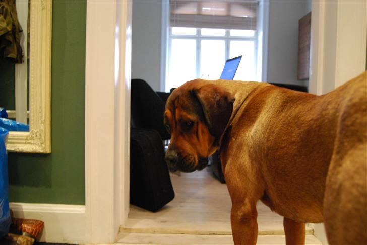 Blanding af racer didi billede 4