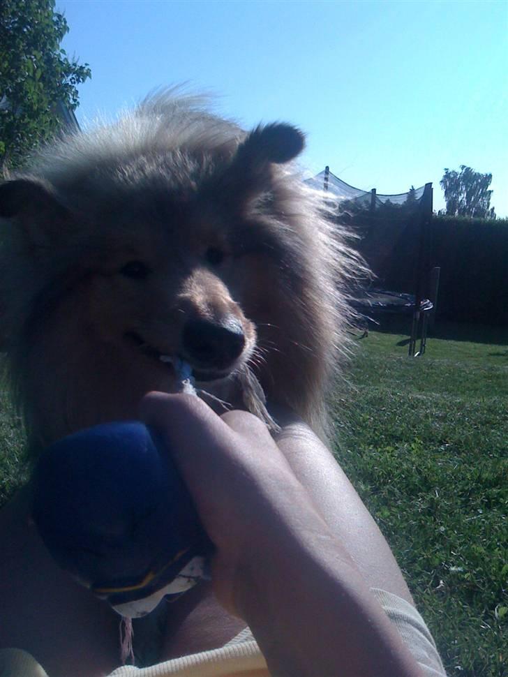 Collie langhåret Simba - Velkommen! her er mine dejlige billeder c": billede 1