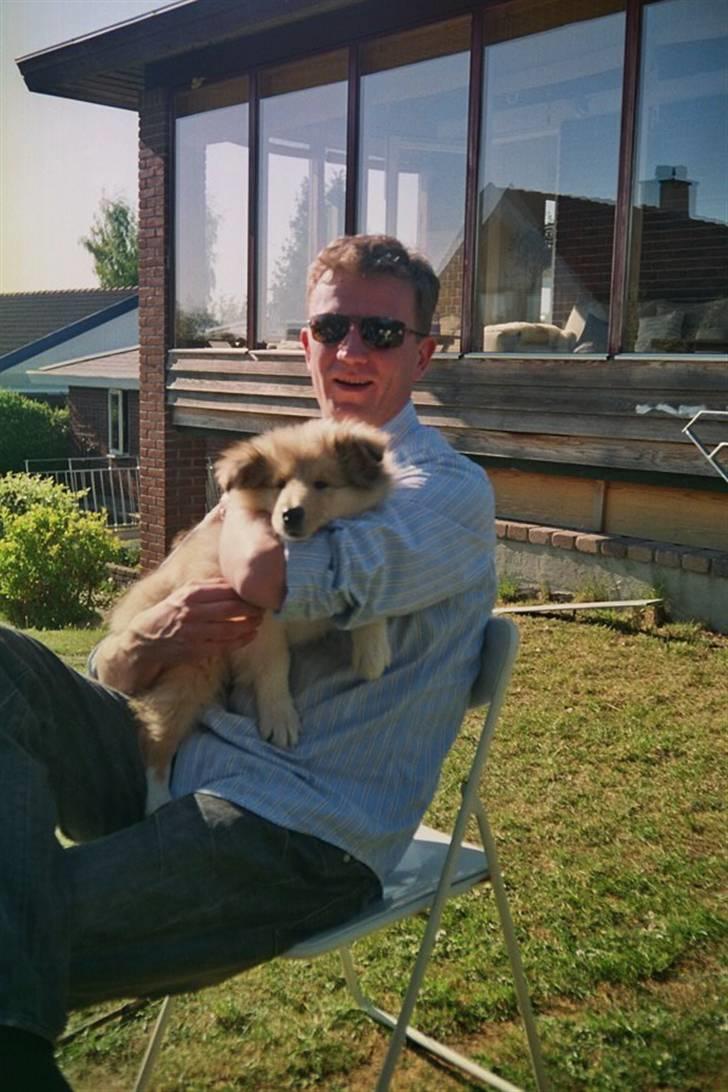 Collie langhåret Simba - En lille hund, men en stor far! xI billede 2