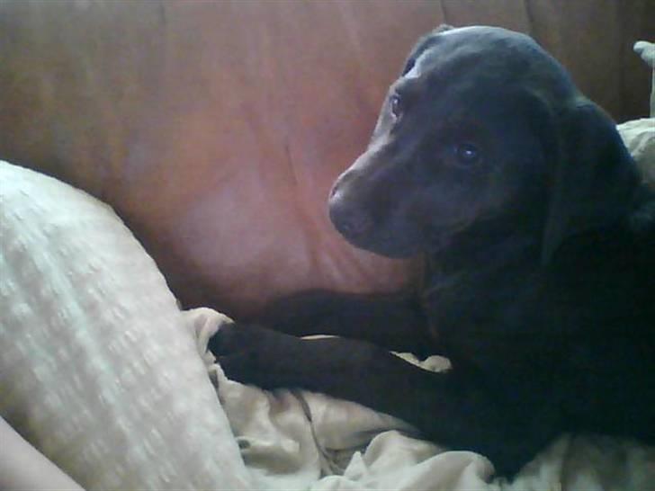 Labrador retriever zenta billede 1