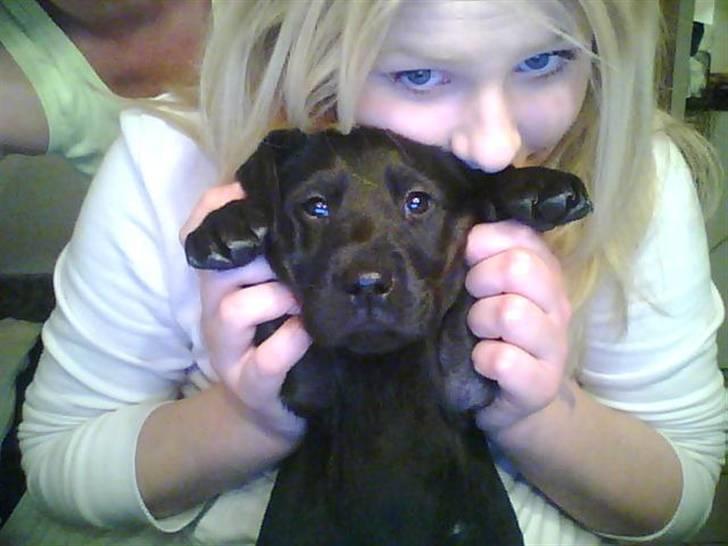 Labrador retriever zenta billede 2