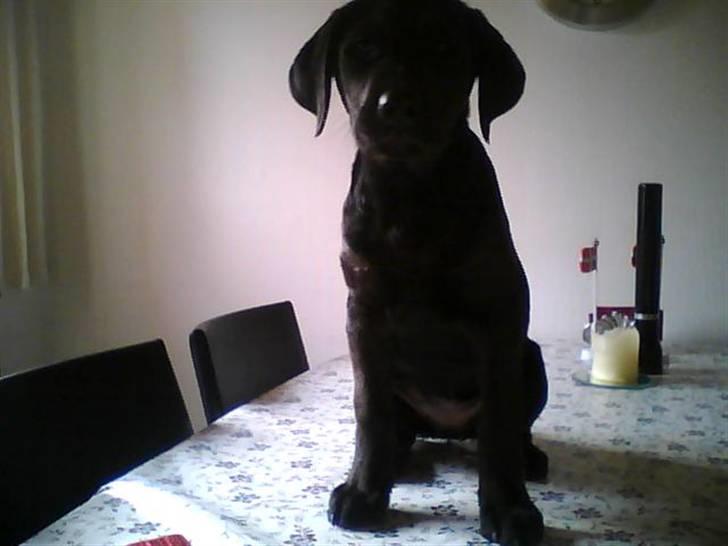 Labrador retriever zenta billede 3