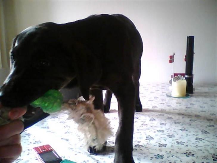 Labrador retriever zenta billede 4