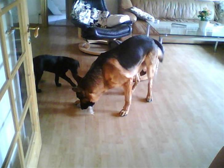 Labrador retriever zenta billede 5