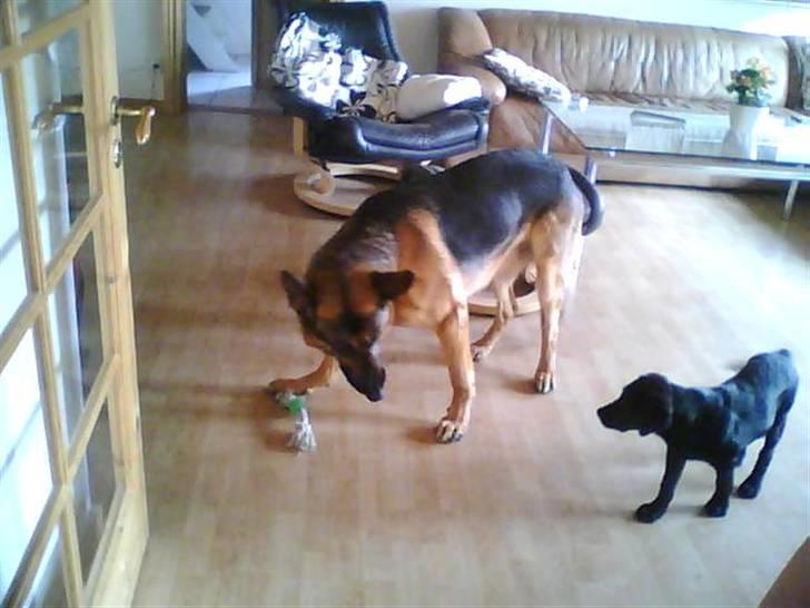 Labrador retriever zenta billede 6