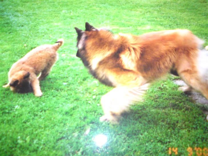 Tervueren Paw billede 2