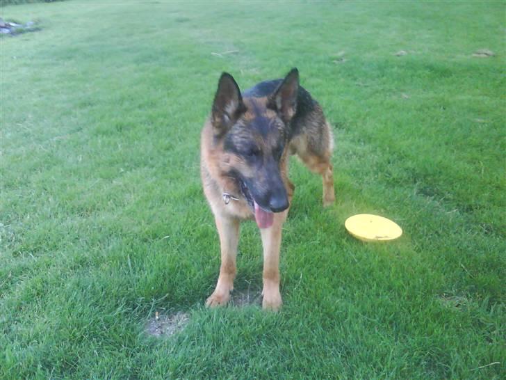 Schæferhund sjang billede 1