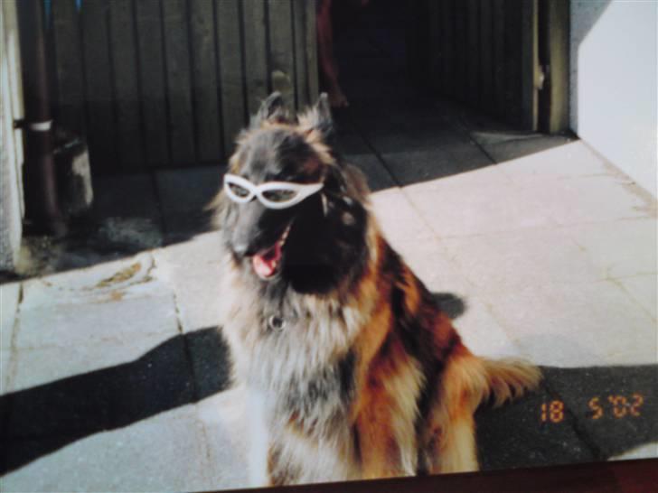 Tervueren Paw billede 3