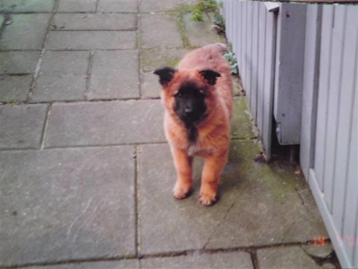 Tervueren Paw billede 4