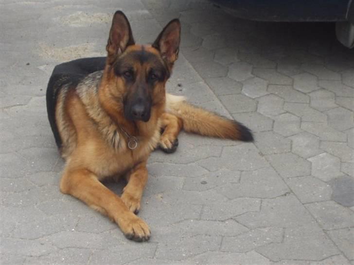 Schæferhund sjang billede 2