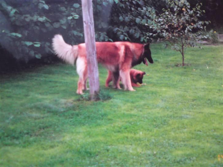 Tervueren Paw billede 5