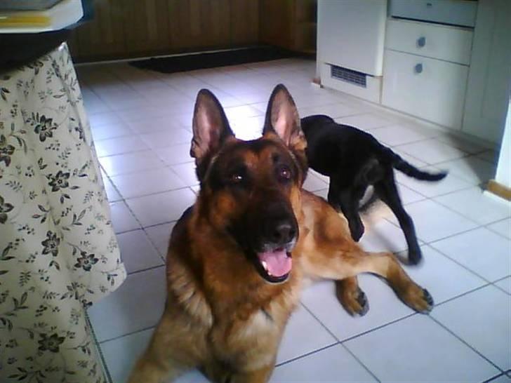 Schæferhund sjang billede 3