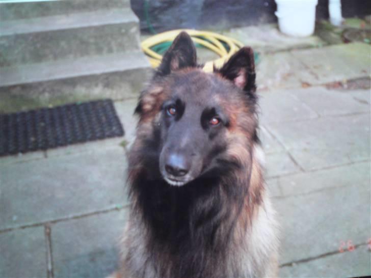 Tervueren Paw billede 6