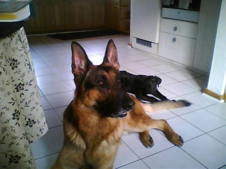 Schæferhund sjang billede 5