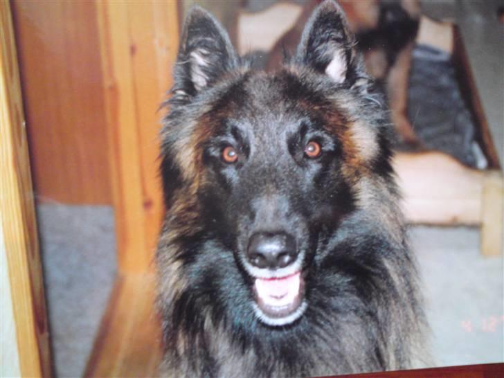 Tervueren Paw billede 7