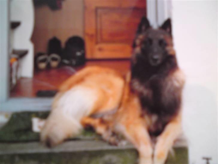 Tervueren Paw billede 8