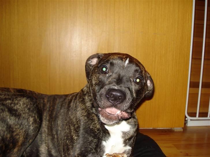 Amerikansk bulldog Elfrida (R.I.P.) billede 9