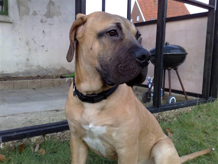 Boerboel -Rathmann- Gustav. - 6 Måneder billede 11